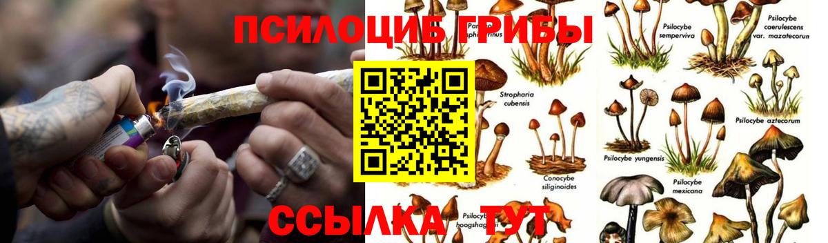 Псилоцибиновые грибы Psilocybe Губкинский